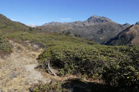 Rhododendrons
