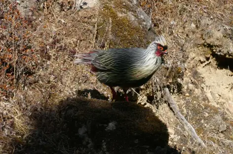 Faisan sanguin