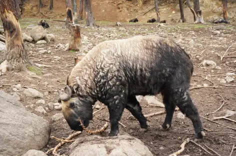 Le takin, animal national, Bhoutan