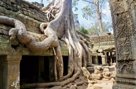 Ta Prohm et ses figuiers étrangleurs - Cambodge - 