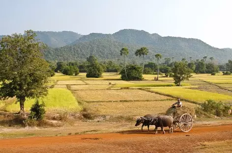 Paysage symbole de la campagne cambodgienne - Cambodge