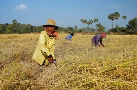 Récolte du riz - Cambodge