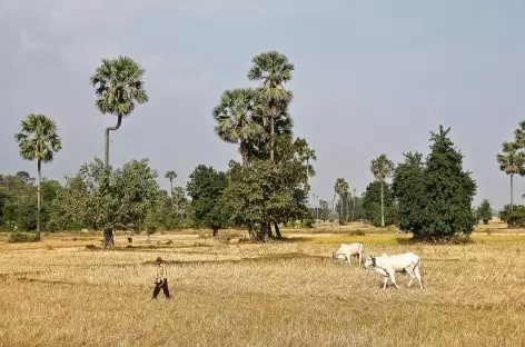 Paysage symbole de la campagne cambodgienne - Cambodge