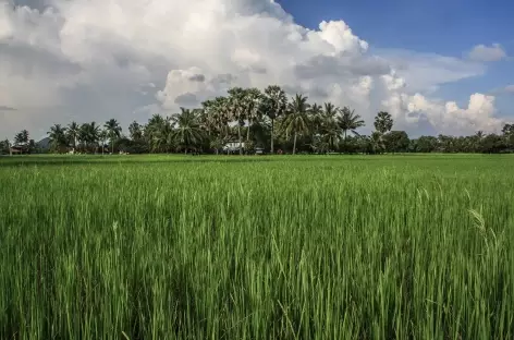 La campagne cambodgienne - Cambodge