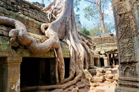 Le site de Ta Prohm envahi par les fromagers- Cambodge