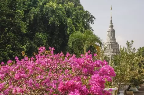 Bougainvillier et temple à Phnom Penh - Cambodge - 