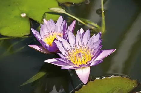 Fleur de lotus - Cambodge