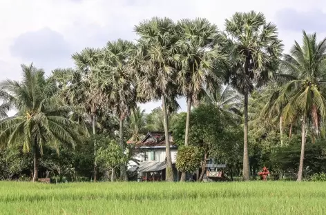 Palmiers à sucre et rizières, les 2 composantes du paysage cambodgien - Cambodge - 