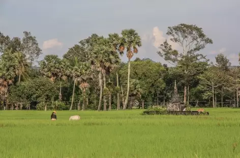 Dans la campagne cambodgienne - Cambodge