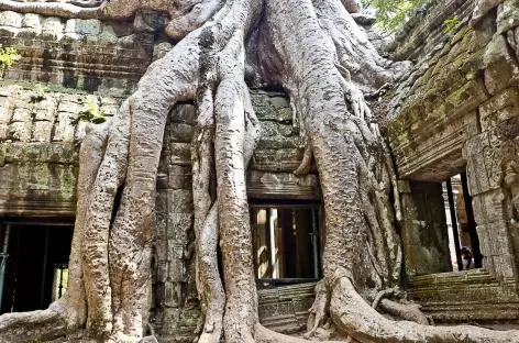 Angkor, le temple de Ta Prohm - Cambodge - 