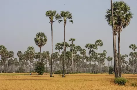 Palmiers à sucre et rizières - Cambodge