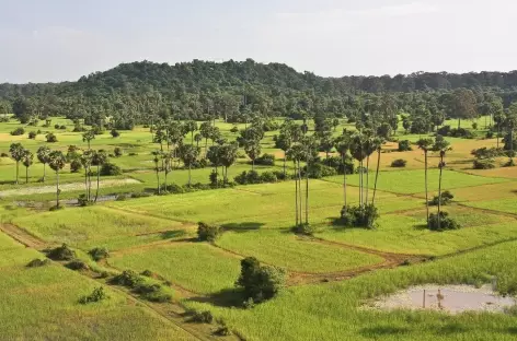 Rizières autour d'Angkor et colline de Bakheng - Cambodge