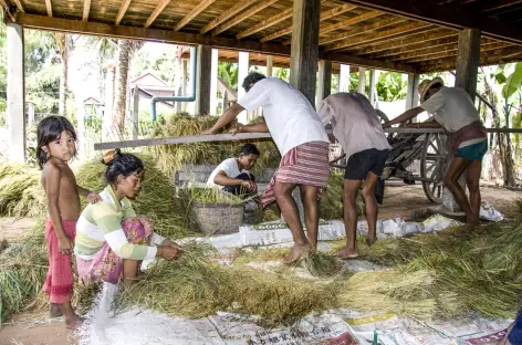 Battage du riz - Cambodge