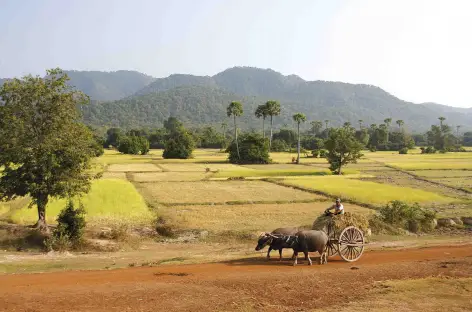 La campagne cambodgienne