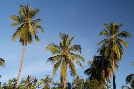 Cocotiers dans les campagnes - Cambodge