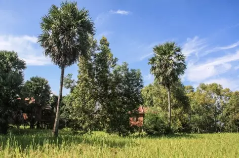 Campagne de Kampot - Cambodge