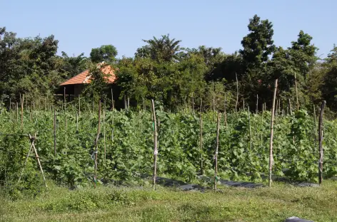  Hôtel Farmhouse Resort & Spa - Cambodge