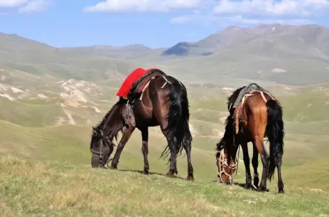 Le cheval est l'élément le plus important pour le nomade kirghize