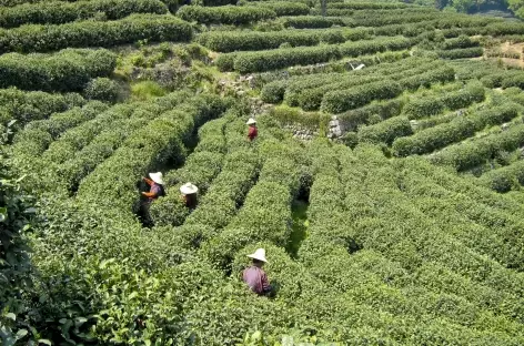 Cueillette du Thé - Chine