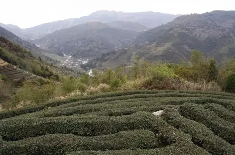 Collines de thé dans les Tulou - Chine