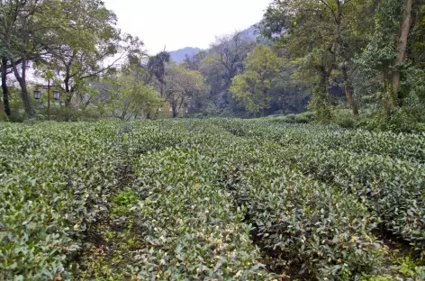 Champs de théiers Oolong