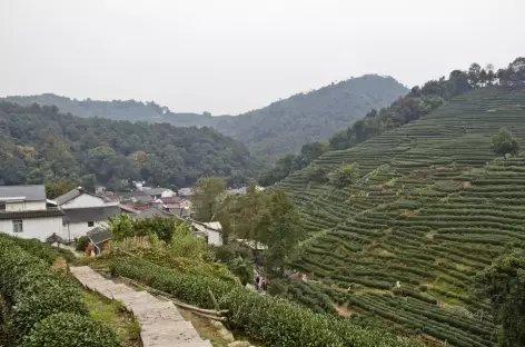 Champs de théiers Oolong