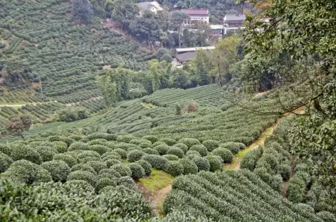 Champs de théiers Oolong