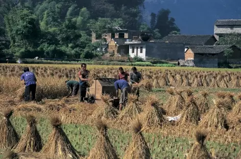 Travaux de récolte - Chine