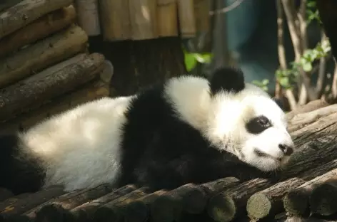 Panda - Chengdu