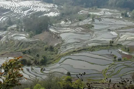 Rizières de Yuan Yang