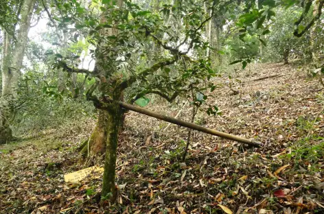 Arbre à thé - Nannuoshan