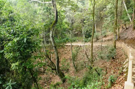 Sentier dans la forêt - Nannuoshan