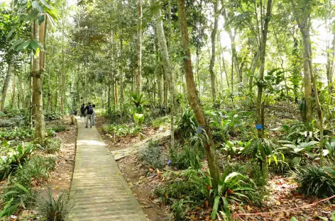 Jardin tropical de Menglun