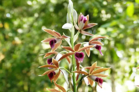 Jardin tropical de Menglun