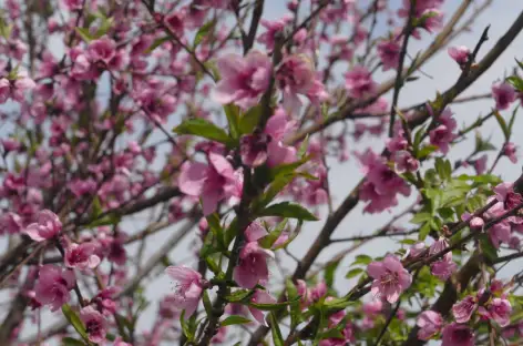 Prunier en fleurs