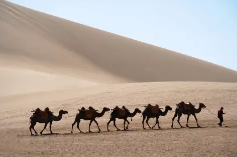 Dunhuang, caravane de chameaux - Chine