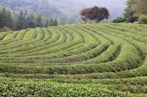 Boseong plantation de thé 