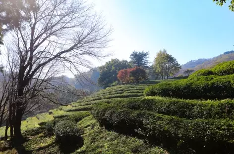 Boseong Tea Farm