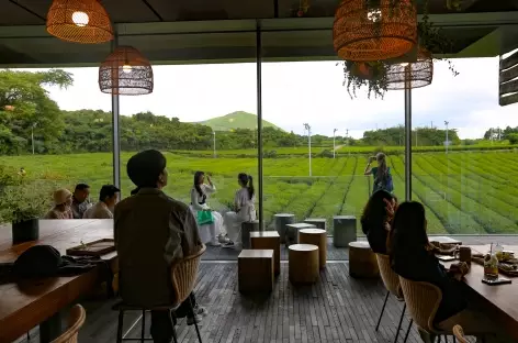 Ile de Jeju. Musée du thé de O’sulloc