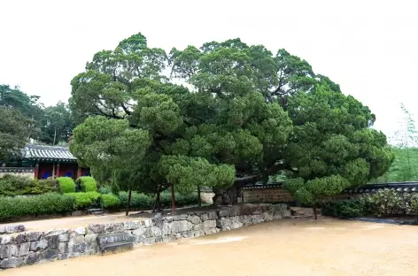 Village de Yangdong 