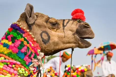 Foire aux chameaux de Pushkar - Rajasthan - 