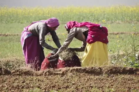 Travaux des champs - Rajasthan, Inde