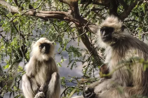 Singes Langur - Rajasthan, Inde