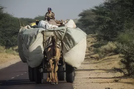 Sur les routes du Rajasthan, Inde