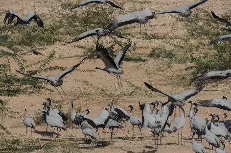 Grues dans le désert du Thar - Rajasthan, Inde