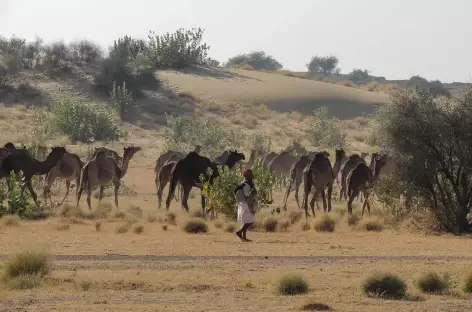 Eleveur de chameaux à Jaisalmer - Rajasthan, Inde