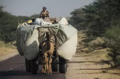 Scène traditionnelle sur les routes du Rasjathan, Inde