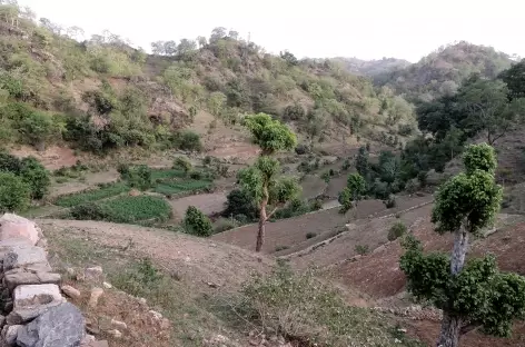 Dans les collines des Araveli, Rajasthan, Inde