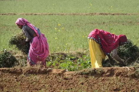 Scène rurale, Rajasthan, Inde