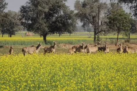 Rencontre dans la campagne, Rajasthan, Inde